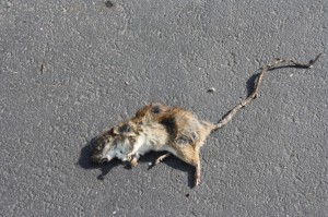 This dead rat was spotted near the fence across from P107 on Monday, April 21. It was likely a casualty of the school-wide pest extermination early last week.